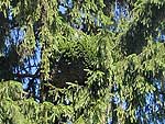WB on picea abies (Moscow region)
Фото Михаила Полотнова