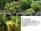Pinus mugo Rolwaling           