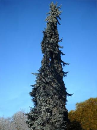 Picea pungens 'Mamut Torony'