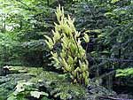 WB on abies balsamea (Canada)
Фото Михаила Ягужинского