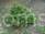 Abies koreana Sktas        