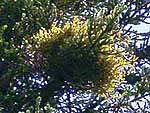 WB on abies normanniana (Caucasus)
Фото Константина Коржавина