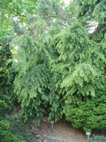 <em>Cedrus deodara</em> 'Repandens'
Photo taken in The Gotelli Collection at The US National Arboretum located in Washington, D.C. during May 2006. | Photo by Dax Herbst
