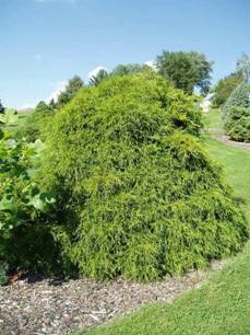 Filifera Aurea Nana Chamaecyparis pisifera photo ChamaecyparispisiferaFiliferaAureaN.jpg