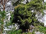 Big WB on picea abies (Karelia)
Фото Константина Коржавина