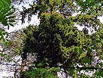 Big WB on picea abies (Karelia)
Фото Константина Коржавина