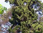 Big WB on picea abies (Karelia)
Фото Константина Коржавина