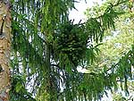 WB on picea abies (Vologda region)