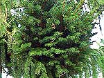 WB on picea abies (Vologda region)
Фото Константина Коржавина