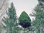 WB on picea abies (Kostroma region)
Фото Марины Бакулиной