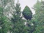 WB on picea abies (Kostroma region)
Фото Марины Бакулиной