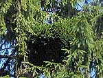 WB on picea abies (Moscow region)
Фото Михаила Полотнова