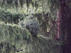 Picea omorika 'Plek'