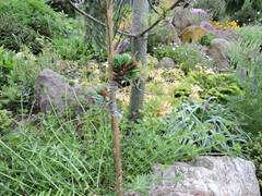 Picea omorika 'Plek'