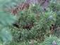 Pinus mugo Klajnerprim WB Sk�rka