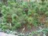 Pinus Micha�