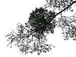 WB on pinus sylvestris (Karelia)
Фото Константина Коржавина