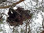 WB on pinus sylvestris (Karelia)
Фото Константина Коржавина