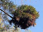 WB on pinus sylvestris (Moscow region)
Фото Михаила Полотнова