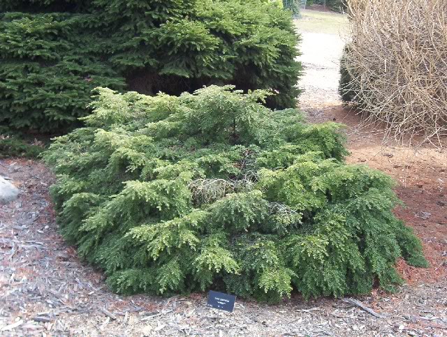 Bennett Tsuga canadensis photo TsugacanadensisBennett.jpg