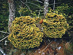 WB on picea abies (Baltia region)
Фото Светланы Полонской