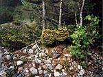WB on picea abies (Baltia region)
Фото Светланы Полонской