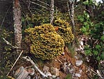 WB on picea abies (Baltia region)
Фото Светланы Полонской