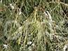 Thuja occidentalis Filiformis         