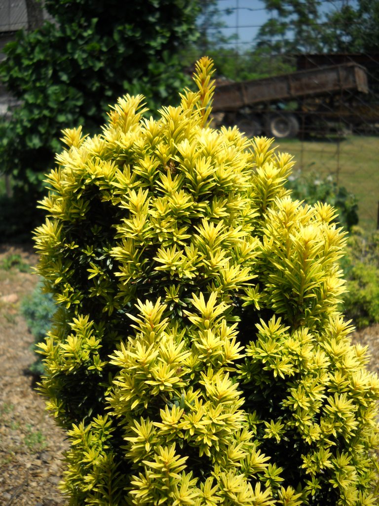 thuja toom Buy Woodwardii Thuja Plants & Trees Online